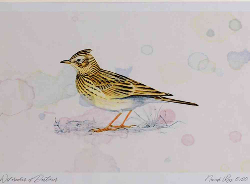 A4 skylark.jpg