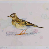 A4 skylark