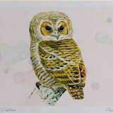 A4 tawny owl juvenile