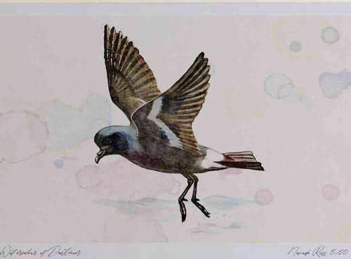 A4 storm petrel.jpg
