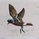 A4 storm petrel