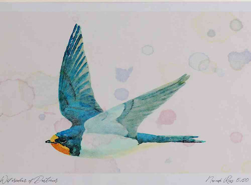 A4 swallow juvenile.jpg
