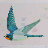 A4 swallow juvenile