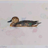 A4 teal female