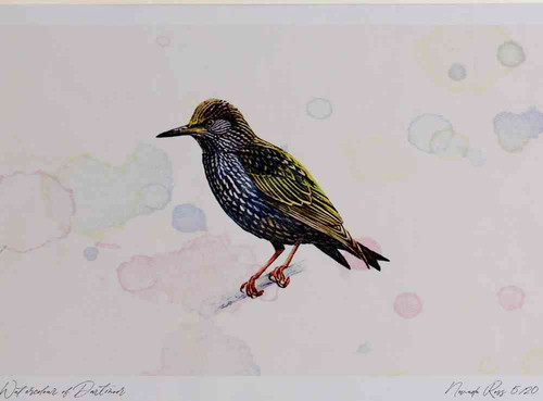 A4 starling adult.jpg