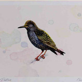 A4 starling adult
