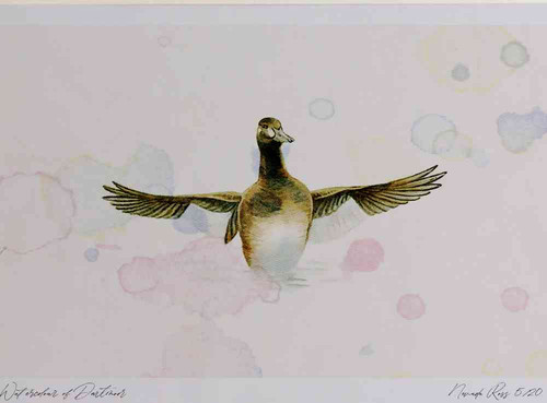 A4 velvet scoter firstwinter.jpg