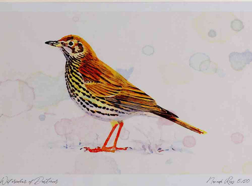 A4 song thrush.jpg