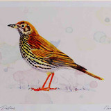 A4 song thrush