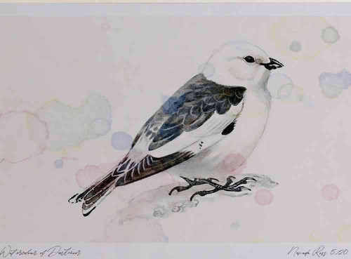 A4 snow bunting male breeding plumage.jpg
