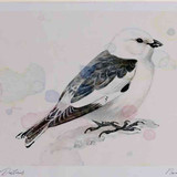A4 snow bunting male breeding plumage