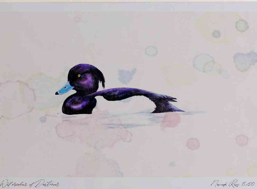 A4 tufted duck male.jpg