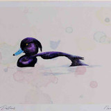 A4 tufted duck male