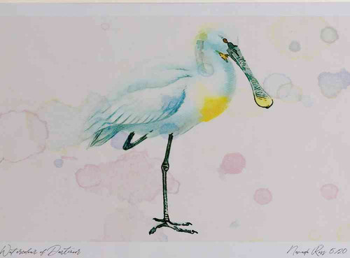 A4 spoonbill adult.jpg