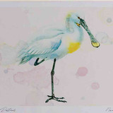 A4 spoonbill adult