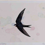 A4 swift