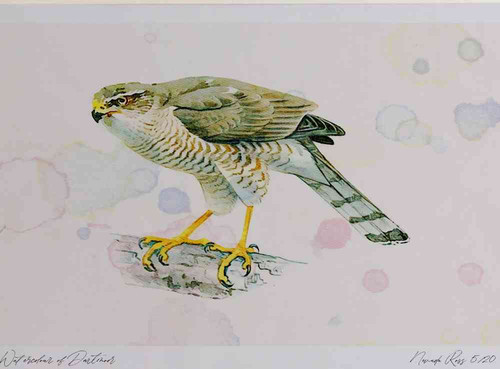A4 sparrowhawk female.jpg
