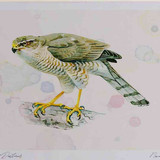 A4 sparrowhawk female