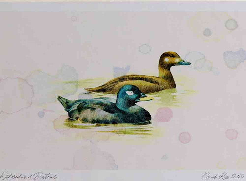 A4 velvet scoter malefemale.jpg