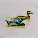 A4 velvet scoter malefemale