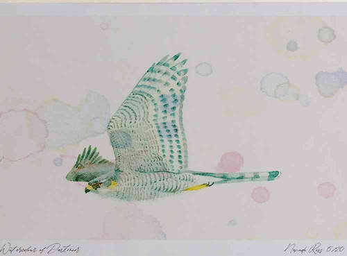 A4 sparrowhawk female inflight.jpg