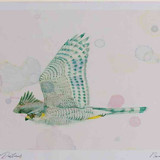 A4 sparrowhawk female inflight