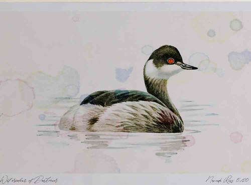 A4 black necked grebe nonbreeding plumage.jpg