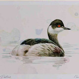 A4 black necked grebe nonbreeding plumage