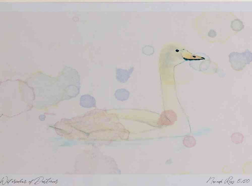 A4 bewick s swan juvenile.jpg