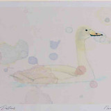 A4 bewick s swan juvenile