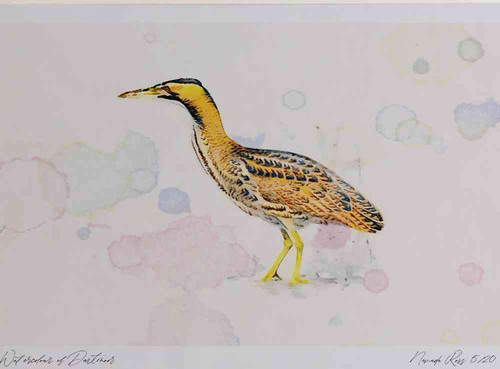 A4 bittern.jpg