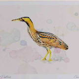 A4 bittern