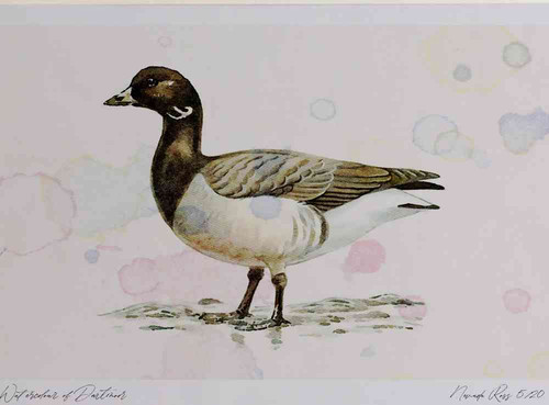 A4 brent goose palebellied.jpg