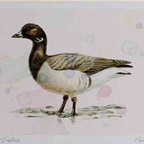 A4 brent goose palebellied