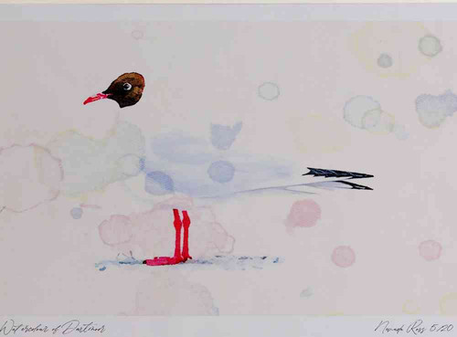 A4 black headed gull adult summerplumage.jpg