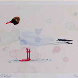 A4 black headed gull adult summerplumage