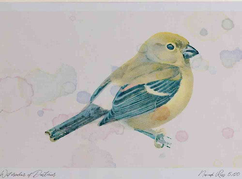 A4 bullfinch juvenile.jpg