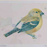A4 bullfinch juvenile