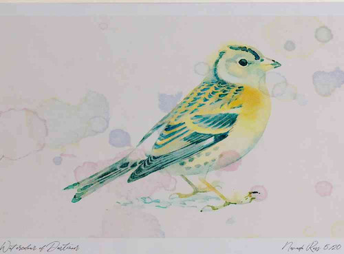 A4 brambling female winterplumage.jpg