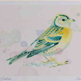 A4 brambling female winterplumage
