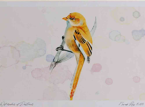 A4 bearded tit female.jpg