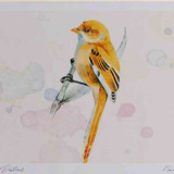A4 bearded tit female