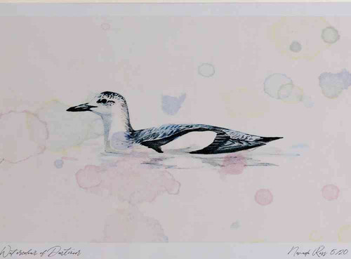 A4 black guillemot nonbreeding plumage.jpg