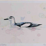 A4 black guillemot nonbreeding plumage