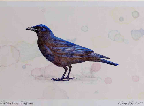 A4 carrion crow.jpg