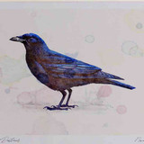 A4 carrion crow