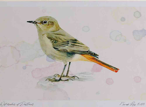 A4 black redstart female.jpg