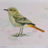 A4 black redstart female