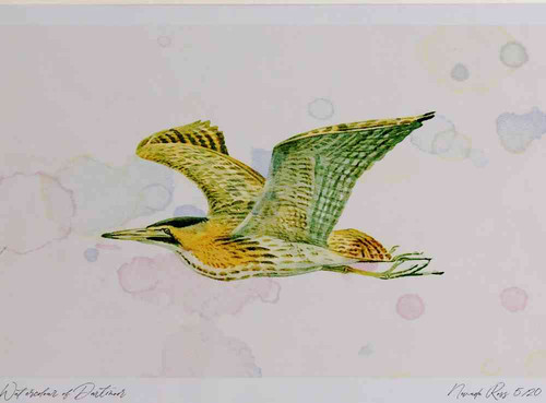 A4 bittern inflight.jpg