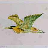 A4 bittern inflight
